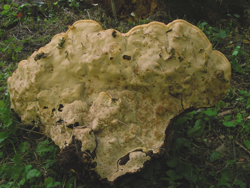 un''altro bestione (Perenniporia fraxinea)
